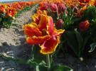 Bright Parrot thumbnail
