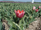 Charmeur thumbnail